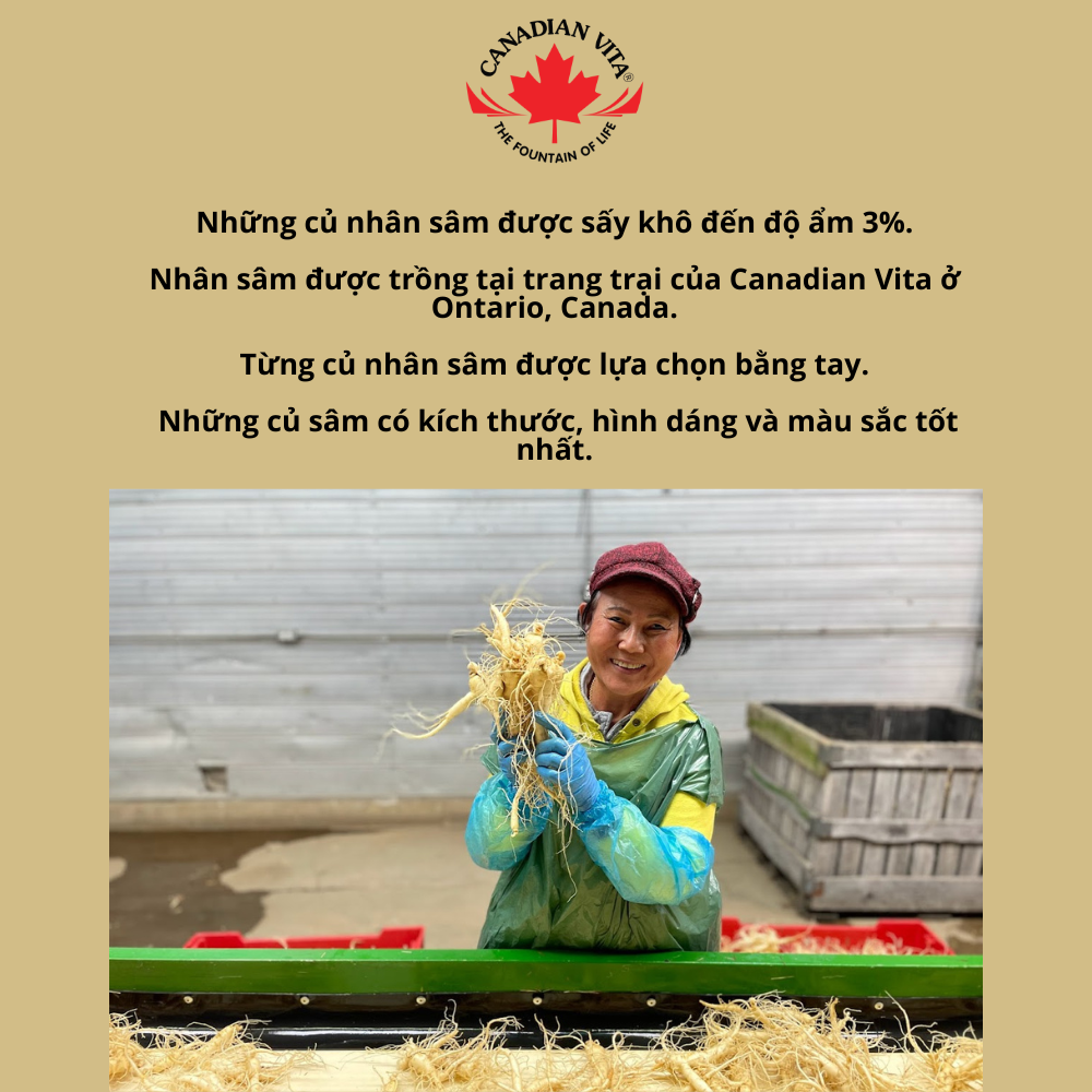 Nhân Sâm Củ Khô Canadian Vita Ginseng Roots (100g) (kèm túi)